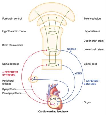 Autonomic Modulation for Cardiovascular Disease